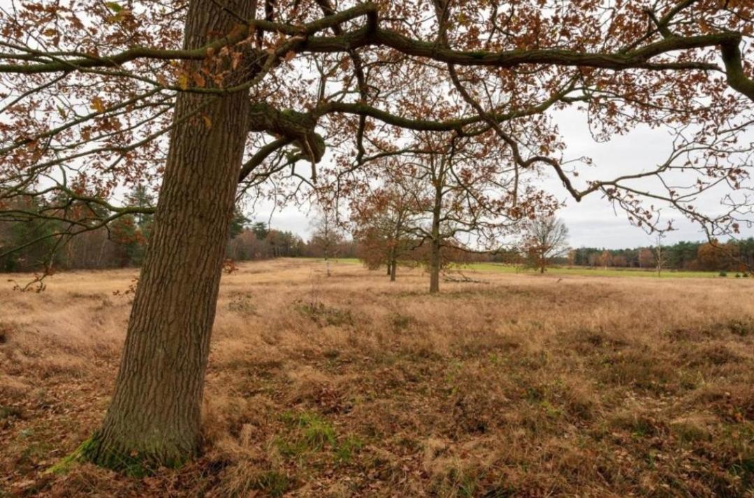 Boshuis De Roerdomp